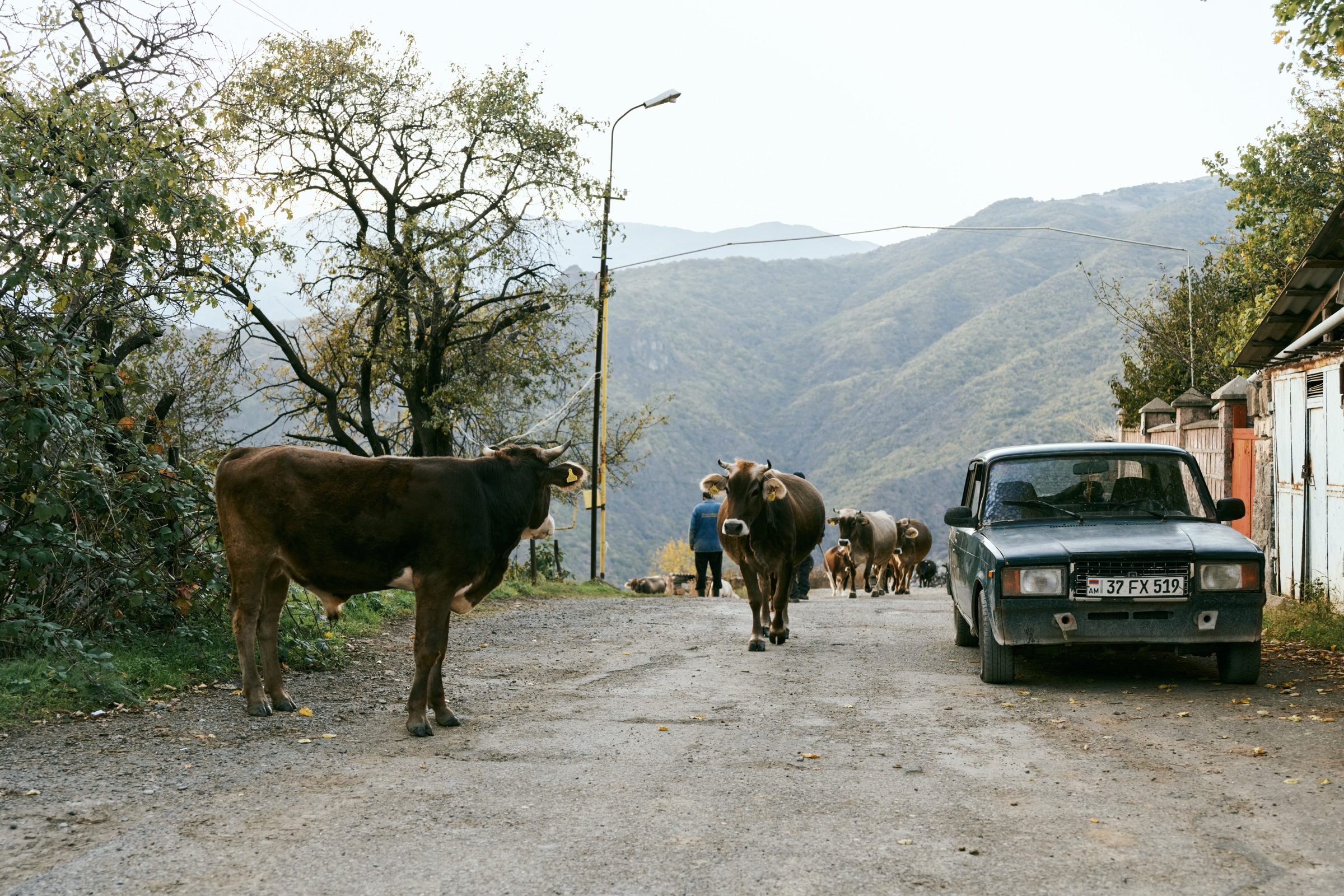 Cows walking down a village road past an old Soviet car, mountains behind, northern Armenia