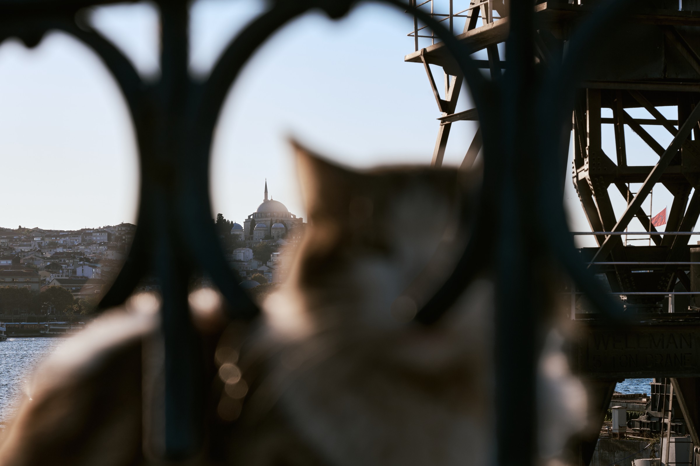 Out-of-focus cat behind ornate iron railings with a mosque dome in the distance, Istanbul