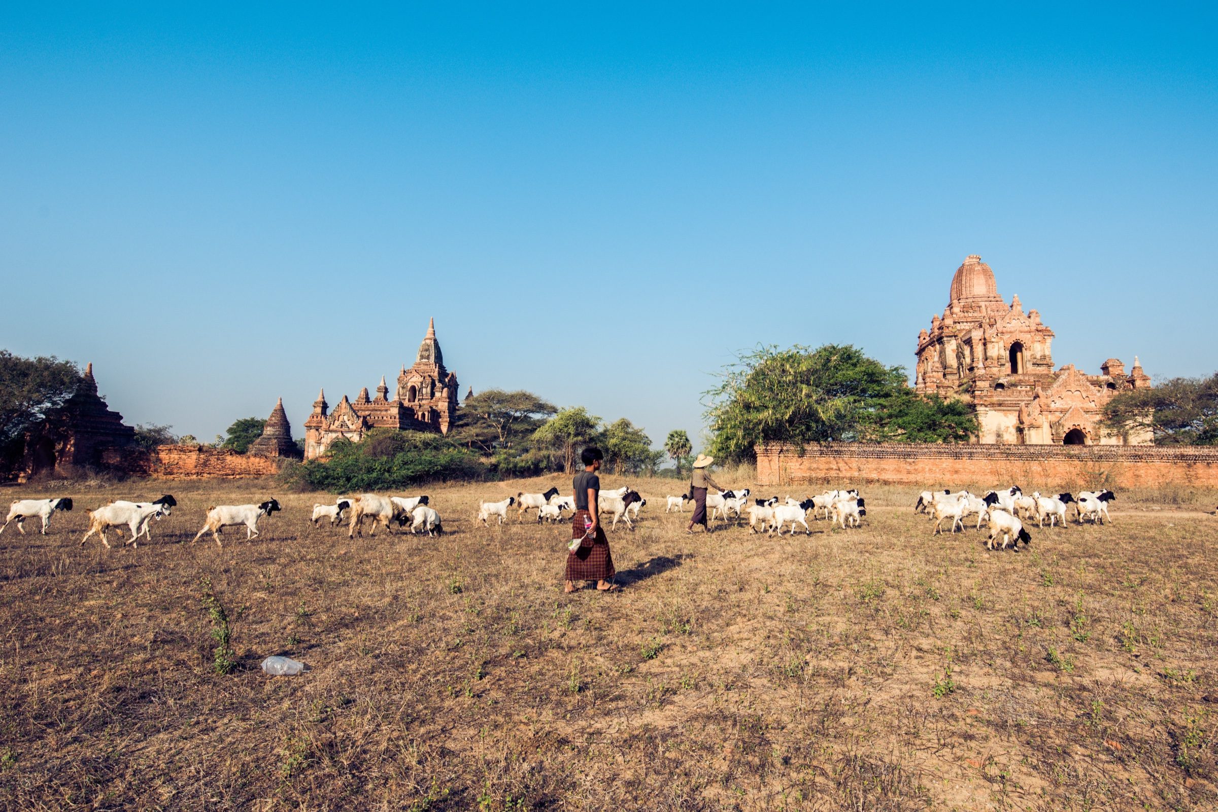 Herders walking goats across a field with temples in the background, Bagan, Myanmar