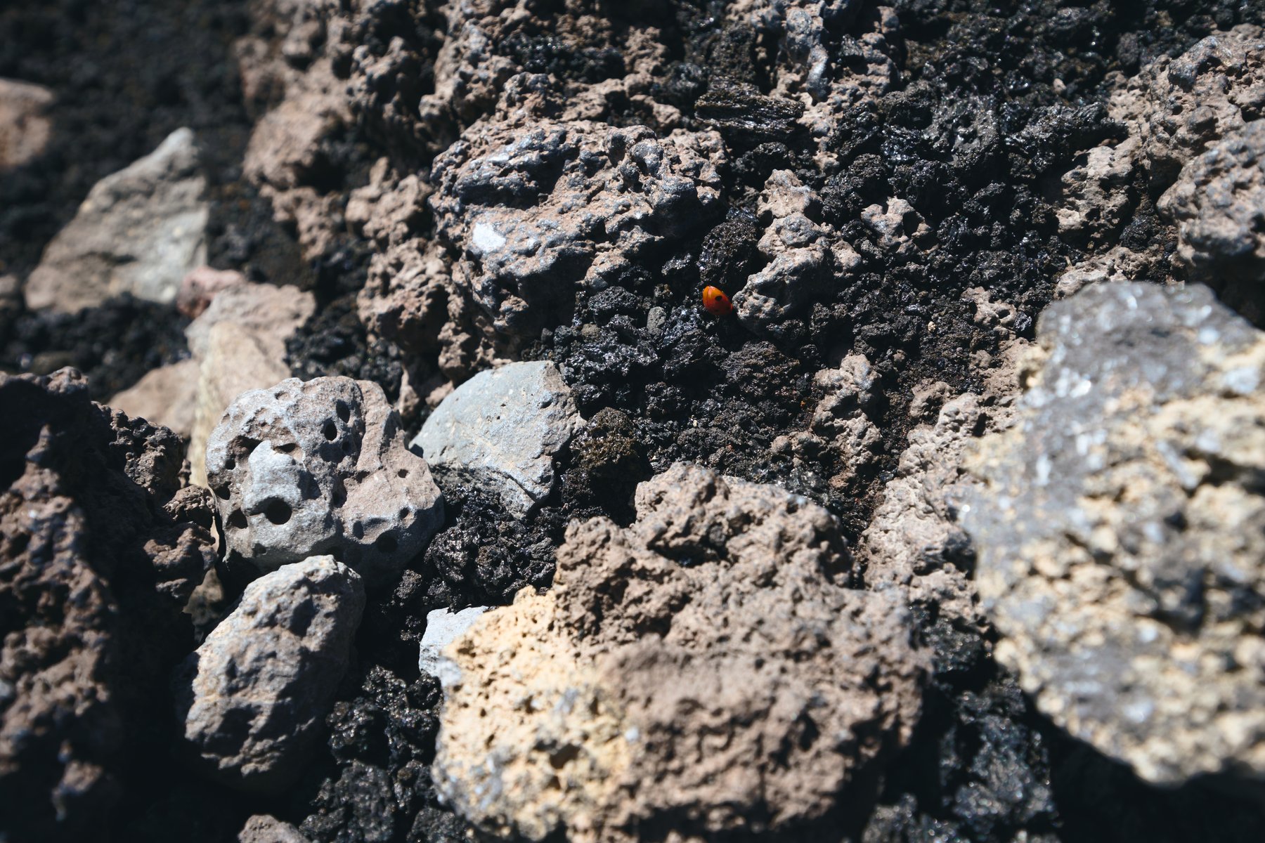 火山岩石缝隙中的瓢虫特写