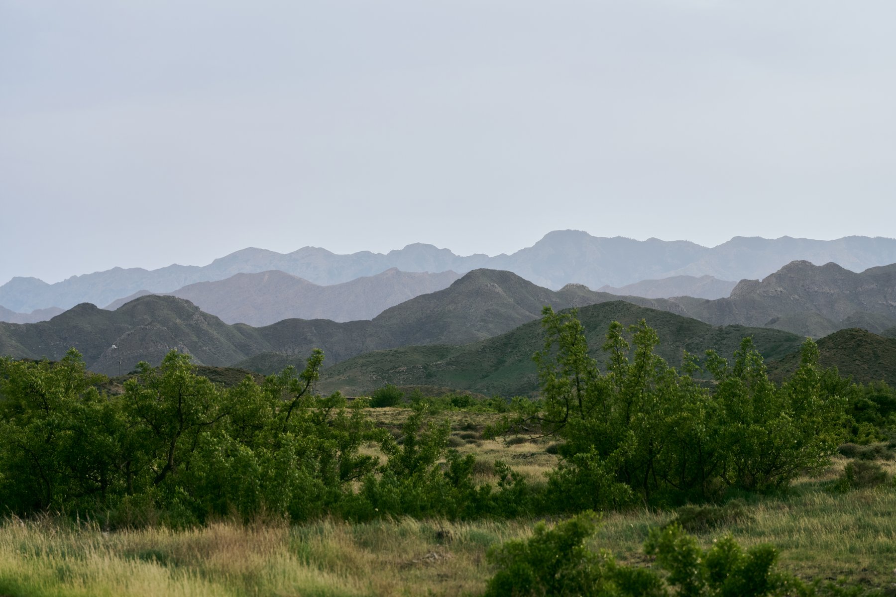 陵塔与虚焦的野花前景